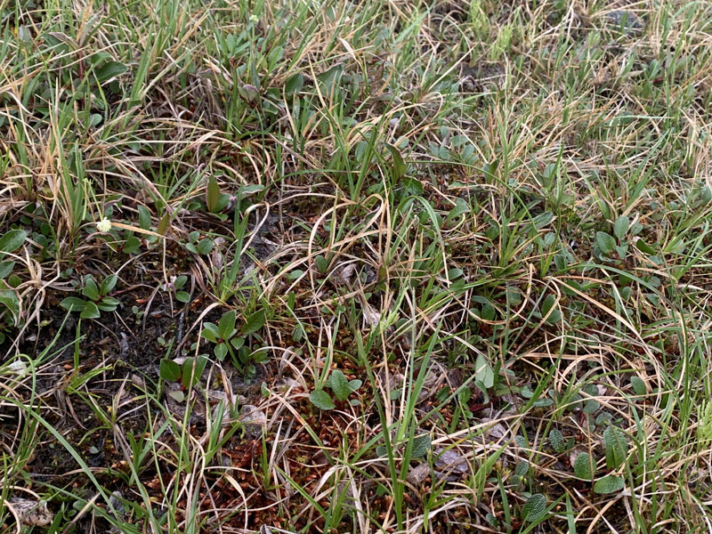 Orthothecium chryseon var. cochleariifolium